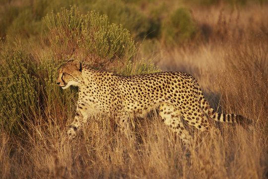 Cheetah in the brown grass; South Africa