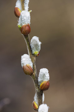 Fuzzy Willow catkins come out in the spring; Astoria, Oregon, United States of America