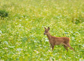 Obraz premium Young Deer