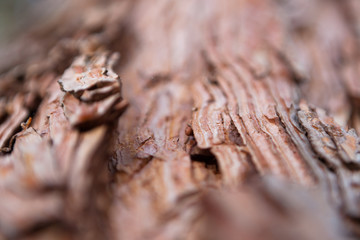 textured bark of a tree for the background