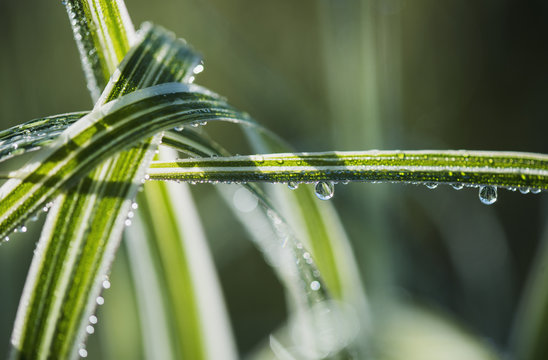 Dew clings to ornamental grass; Astoria, Oregon, United States of America