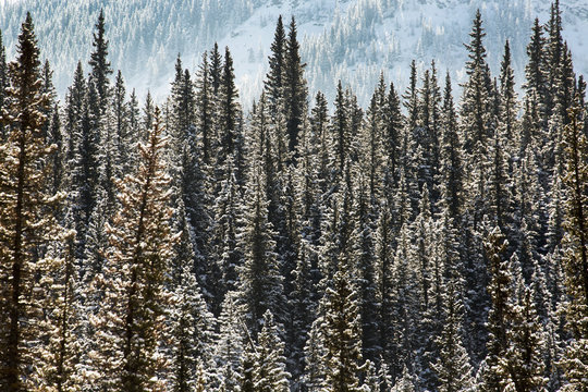 Snow covered evergreen trees highlighted by the sun with mountain slope in the background, Alberta, Canada