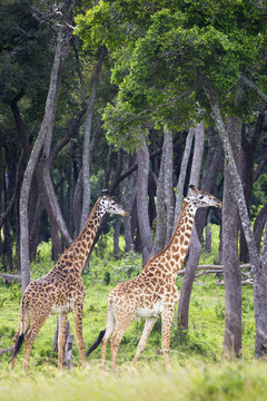 Giraffes walking, located at the Serengeti Plains; Tanzania