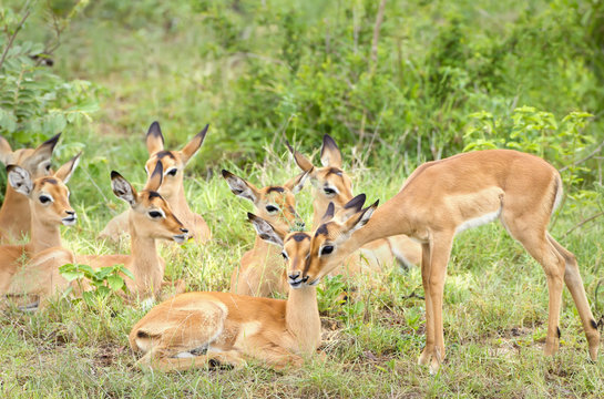 Group of wild antelope at Gomo Gomo Game Lodge; South Africa