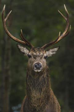 Stag portrait, Laggan, Scotland, UK