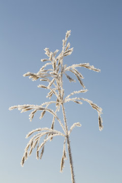 Close Up Of A Dried Frosted Grain Plant With Seeds And Blue Sky; Alberta, Canada