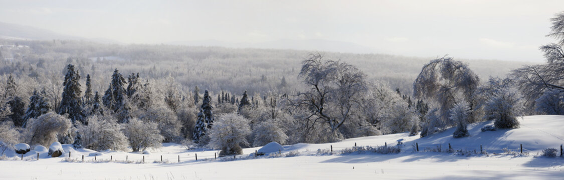 Trees and meadow after freezing rain or ice storm; Waterloo, Quebec, Canada