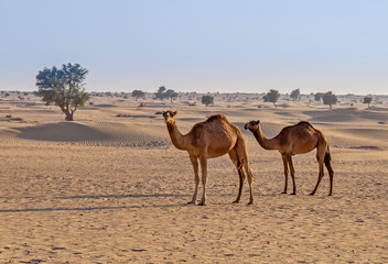 camels in the desert