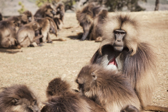 Male Gelada baboon and female harem, Simien Mountains National Park, Simien Mountains; Gondar province, Amhara region, Ethiopia