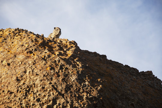 Rock hyrax (Procavia capensis) warming up in morning sun, Gheralta Lodge; Gheralta region, Tigray province, Ethiopia