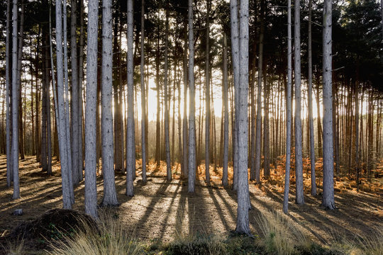View of trees in the forest