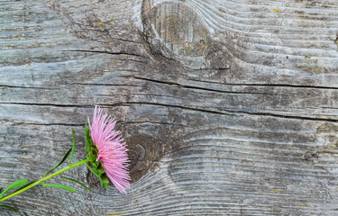 Aster flower on the old wooden  table