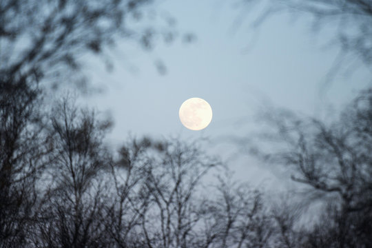 Full moon with silhouette of leafless tree branches