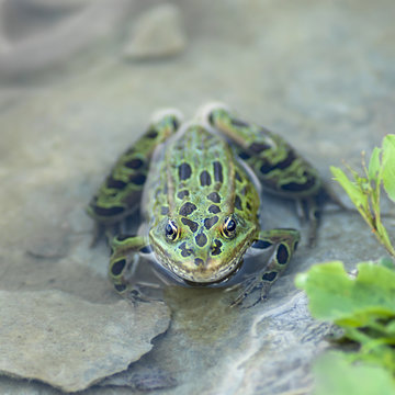 A spotted green frog rests in the shallow water on a rock in Hecla-Grindstone Provincial Park; Manitoba, Canada