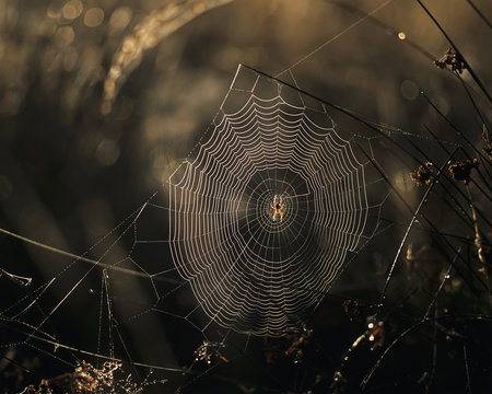 A spider and it's web catch the sunlight; Astoria, Oregon, United States of America