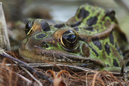 Leopard Frog (Rana pipiens); Les Cedres, Quebec, Canada