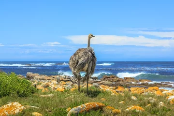 Papier Peint photo autocollant Autruche A Wild Ostrich along the Atlantic ocean shore with stormy in the spectacular scenery of the Cape of Good Hope, a section of Table Mountain National Park, Cape Peninsula, South Africa.