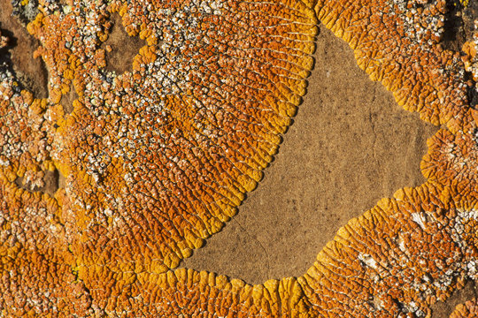 Lichen on rocks, Red Rock Coulee; Alberta, Canada