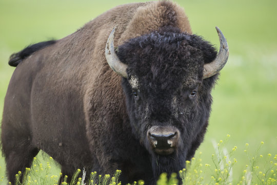Bison, Grasslands National Park; Saskatchewan, Canada