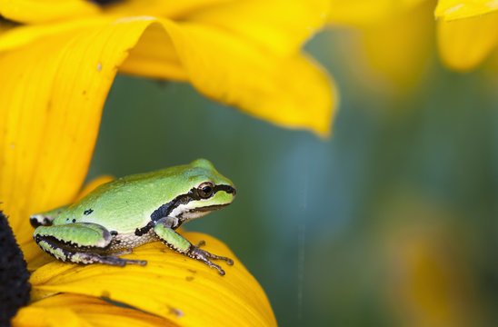 A Pacific Tree Frog (Pseudacris Regilla) Hunts For Insects On A Rudbeckia Blossom; Astoria, Oregon, United States Of America