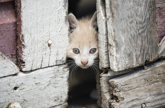 Kitten Peeking Through Barn Doors; Steinbach, Manitoba, Canada