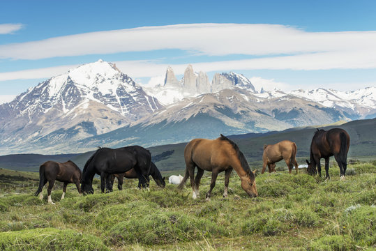 Horses grazing in a grass field, Torres del Paine National Park; Torres del Paine, Magallanes and Antartica Chilena Region, Chile