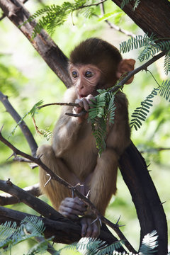 Rhesus macaque feeding on leaves, Madhya Pradesh, India
