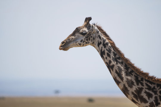 A giraffe (Giraffa camelopardalis) stretches out its head and neck on the African savannah in the sunshine with a couple of small acacia trees in the background; Narok, Kenya