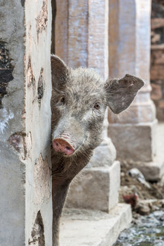 Pig peeping out from behind wall on the street in an old Indian village; Rampura Bas Ganwar, Rajasthan, India