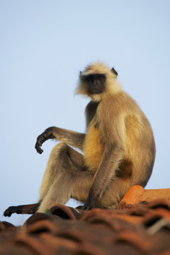 Langur sitting on roof, Dharpatha Mal, Madhya Pradesh, India