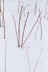 bare branches in the snow outdoors in winter