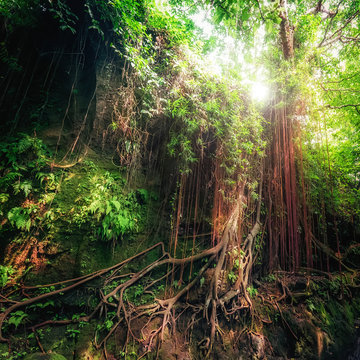 Fototapeta Fantasy mystical tropical mossy forest with amazing jungle plants and flowers. Nature landscape for mysterious background. Indonesia