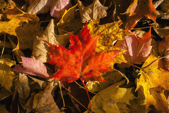 Red maple leaf on leaf background; Knowlton, Quebec, Canada