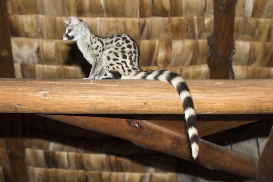 Common Genet (Genetta genetta) perched in rafters at Ndutu Safari Lodge, Ngorongoro Crater Conservation Area; Tanzania