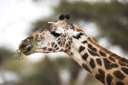 Close up of Maasai Giraffe (Giraffa camelopardalis) with tongue wrapped around acacia leaves, Tarangire National Park; Tanzania