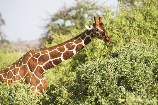 Close up of head and shoulders of a Reticulated Giraffe (Giraffa camelopardalis), Samburu National Reserve; Kenya