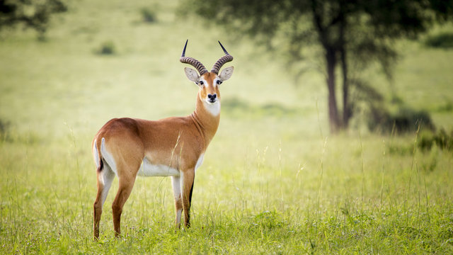 Antelope, Murchison Falls National Park; Uganda