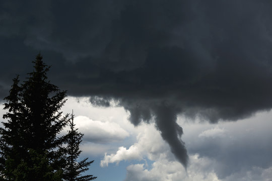 Dramatic funnel cloud created in dark storm clouds with silhouetted evergreen trees; Calgary, Alberta, Canada