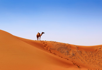 camel on the crest of a sand dune on the horizon
