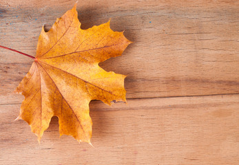 Naklejka na ściany i meble Yellow autumn leaves on wood 