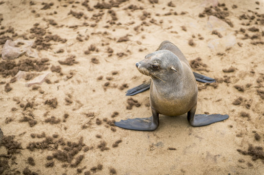 Cape Fur Seal crawling on sand, Cape Cross, Namibia
