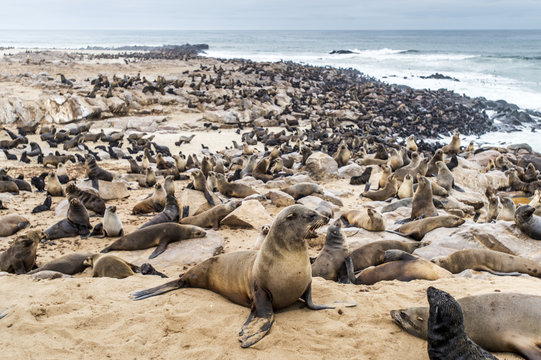 Cape Fur Seals (pinnipedia) on the Seal reserve of the Skeleton Coast; Cape Cross, Namibia