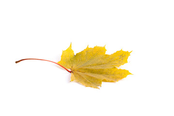 Yellow autumn leaf isolated 