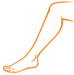 woman feet (leg)
