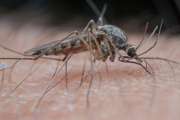 A feeding mosquito