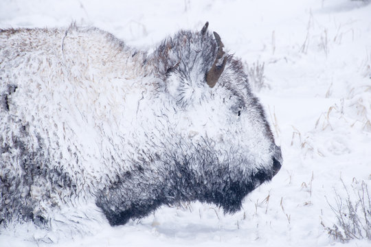 Bison Portrait in Winter Blizzard