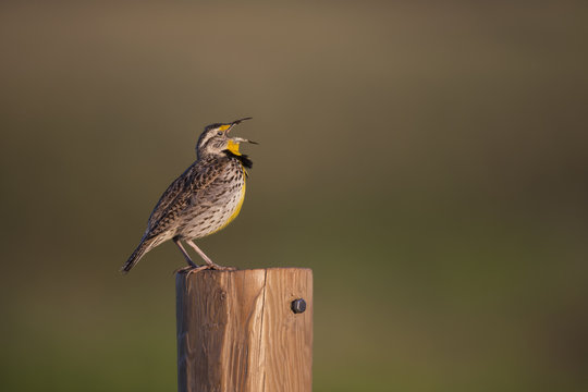 Meadowlark (Sturnella) singing on a fence post; Saskatchewan, Canada