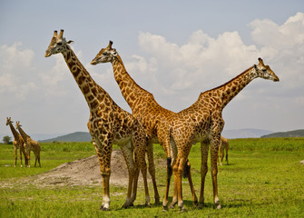 Masai Giraffes at Akagara Game Park, Rwanda