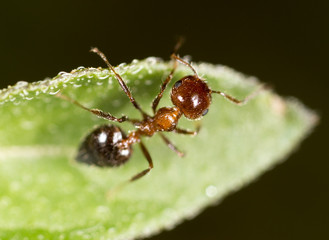 ant in nature. macro