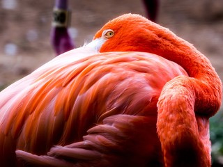 Flamingo, Washington DC